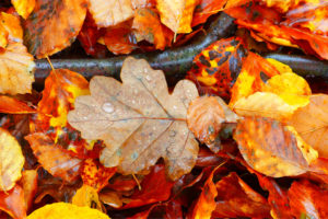 Autumn at Ingleton Waterfalls Trail