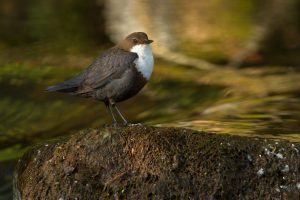 Dipper at Ingleton Waterfalls Trail