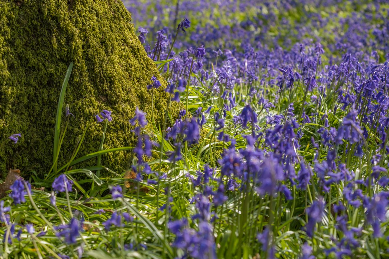 Spring Walks through Bluebell Woods at Ingleton Waterfalls Trail