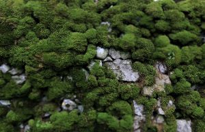 Nature at Ingleton Waterfalls Trail