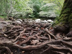 Ingleton Waterfalls Trail