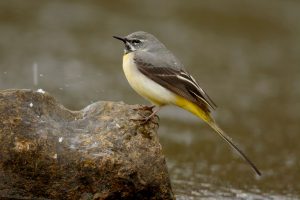 Wagtail at Ingleton Waterfalls Trail