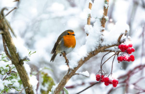 Winter at Ingleton Waterfalls Trail